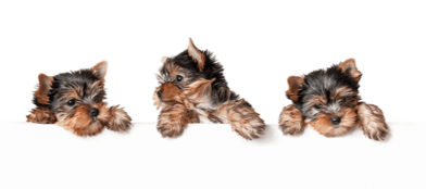 Sorry, even our pets can&rsquo;t sniff out the page you&rsquo;re looking for