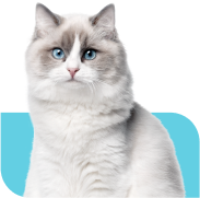Gato