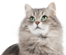 Gato selector
