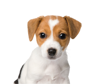<span class="text-age-literal">Cachorro</span><span class="text-age-number">Hasta 10 meses</span>
