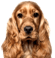 Perro selector