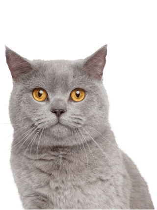 <span class="text-age-literal">Adulte</span><span class="text-age-number">2-10 années</span>