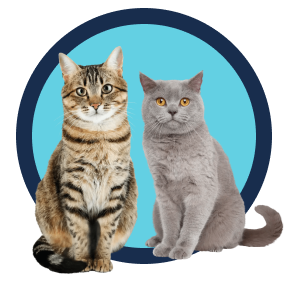 Image of three cats in the category banner
