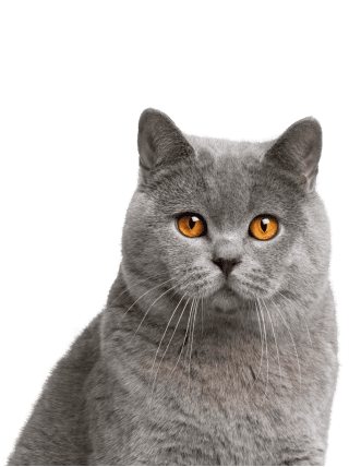 <span class="text-age-literal">Yaşlı</span><span class="text-age-number">+10 Yılr</span>