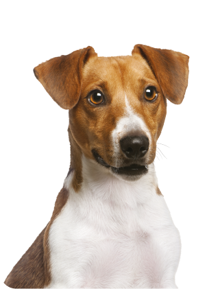 <span class="text-age-literal">Mazs</span><span class="text-age-number">&lt;10kg</span>