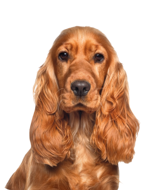 <span class="text-age-literal">Mini</span><span class="text-age-number">1 - 10 kg</span>