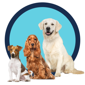 Immagine di tre cani nel banner della categoria