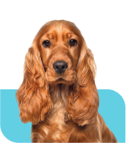 hond